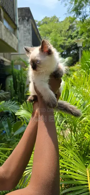 1-3 months Female Purebred Himalayan