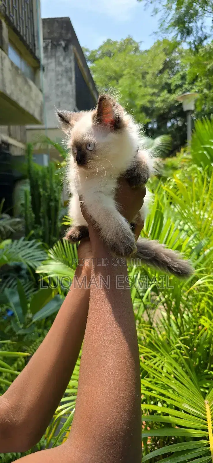 1-3 months Female Purebred Himalayan