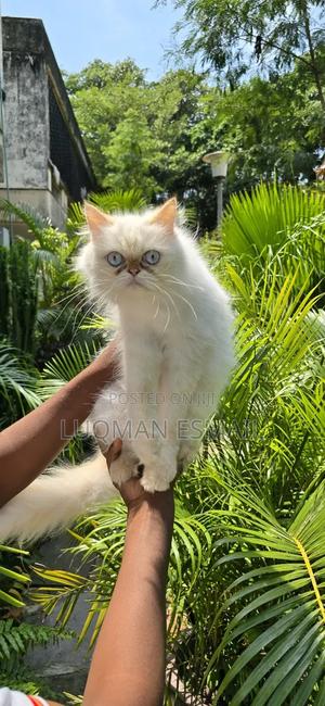 3-6 months Male Purebred Persian - thumbnail 2