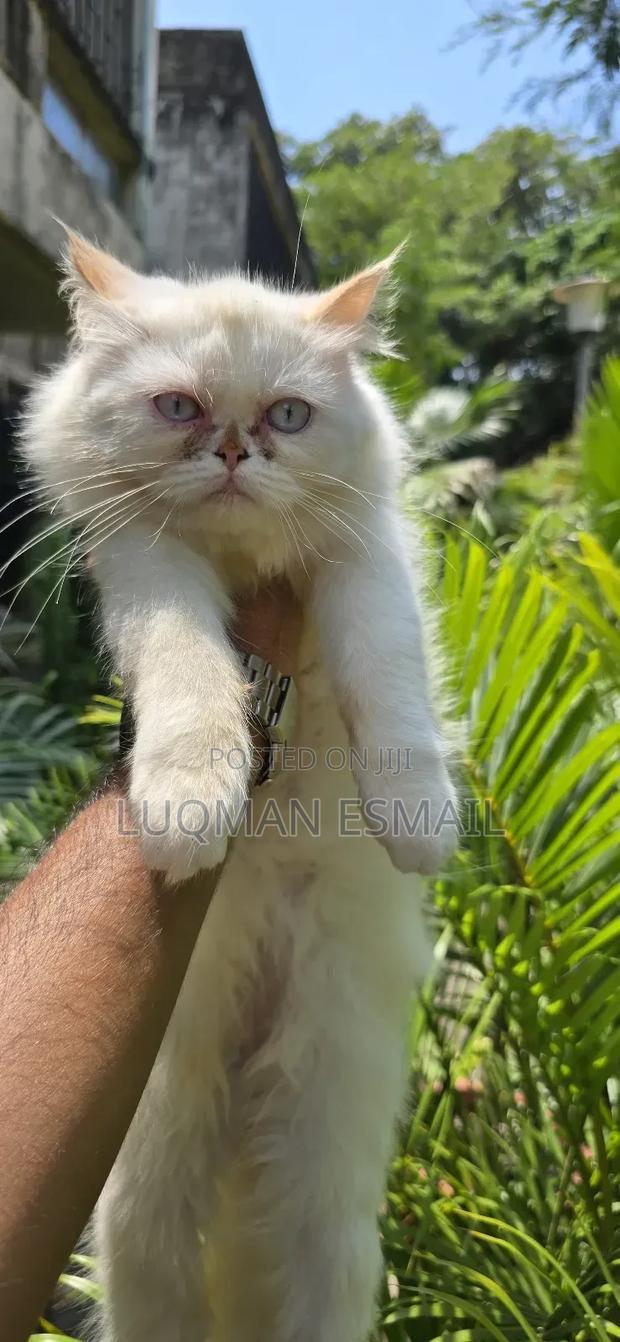 3-6 months Male Purebred Persian - thumbnail 3