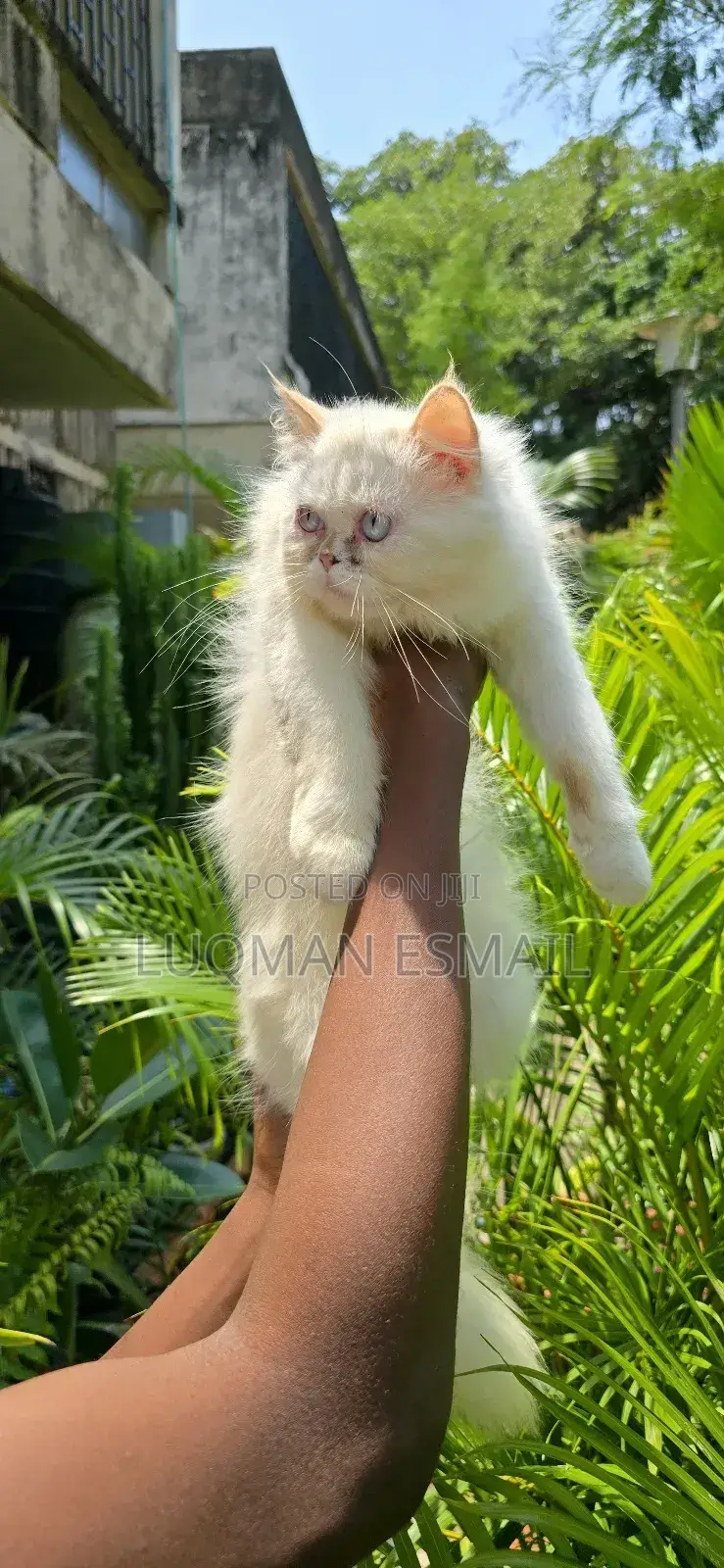 3-6 months Male Purebred Persian