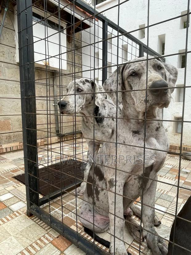 3-6 months Male Purebred Great Dane