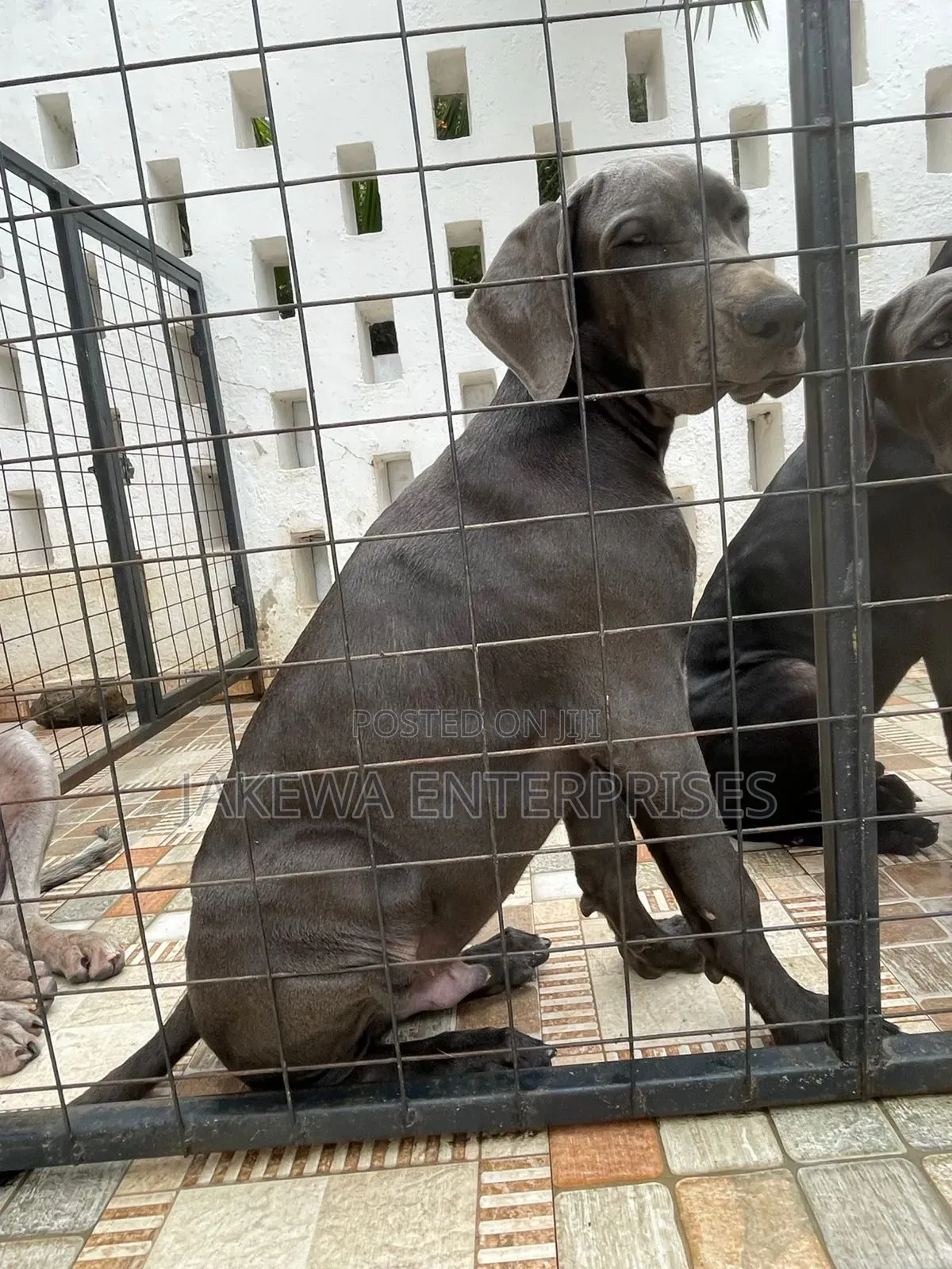 3-6 months Female Purebred Great Dane