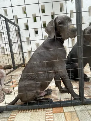 3-6 months Female Purebred Great Dane