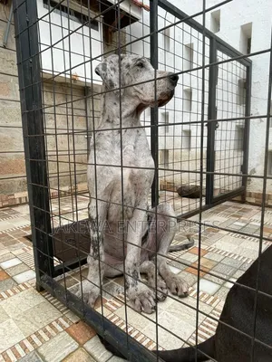 3-6 months Male Purebred Great Dane
