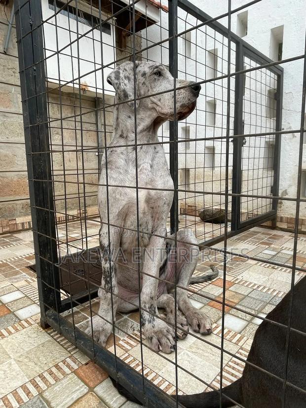 3-6 months Male Purebred Great Dane