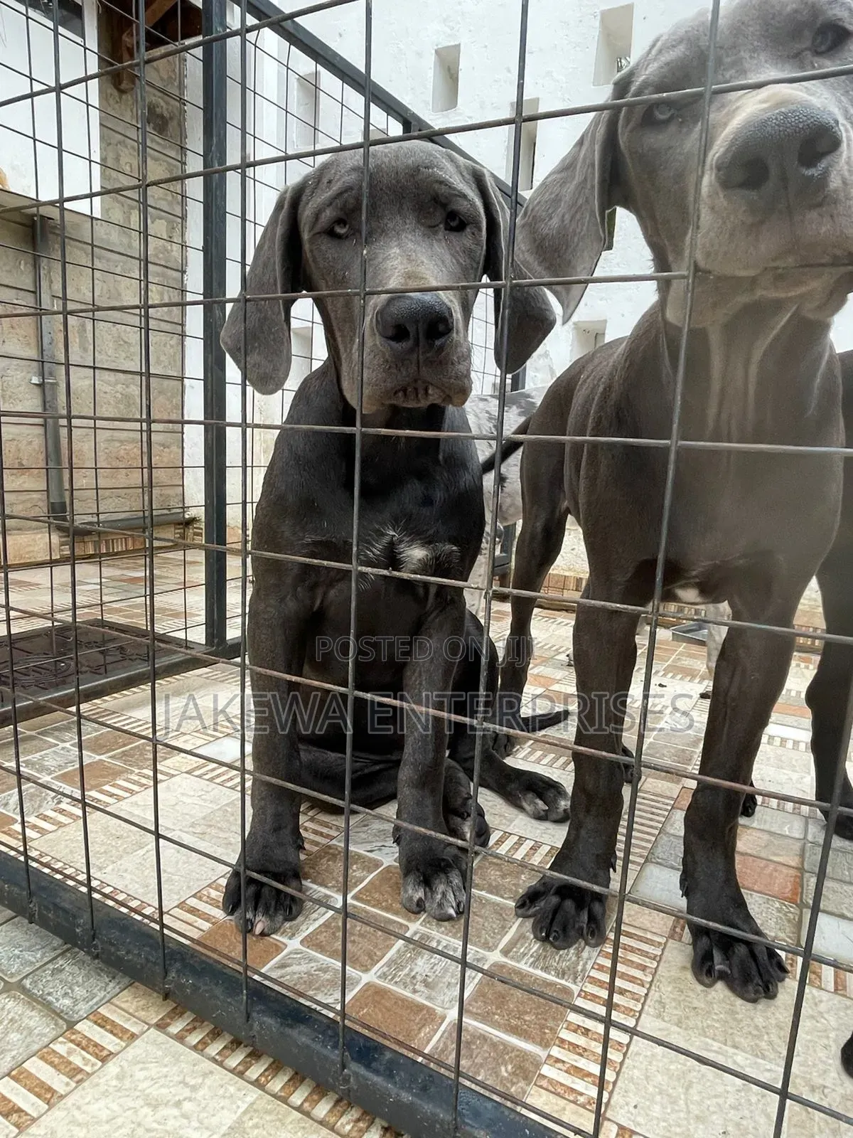3-6 months Female Purebred Great Dane