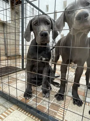 3-6 months Female Purebred Great Dane