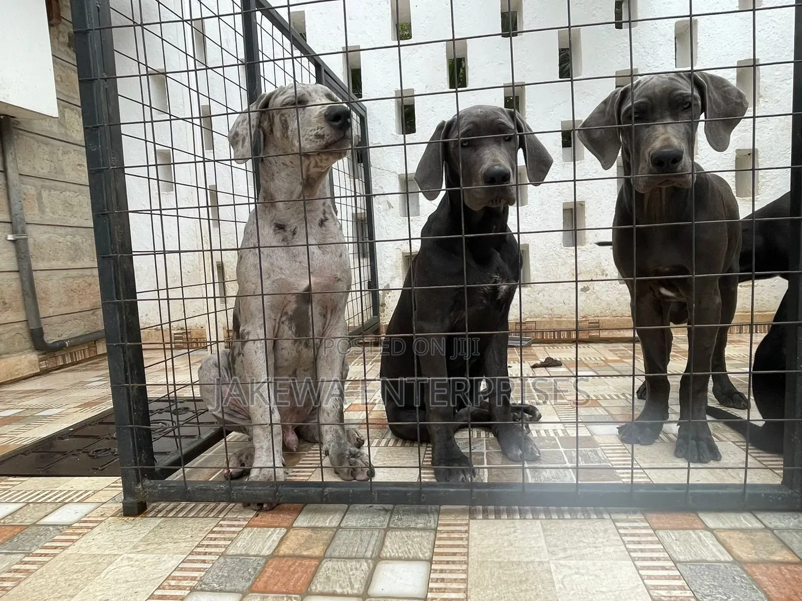 3-6 months Male Purebred Great Dane