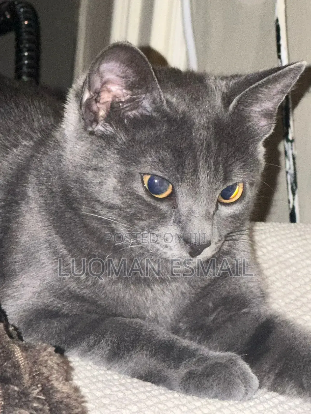 6-12 months Male Purebred Russian Blue