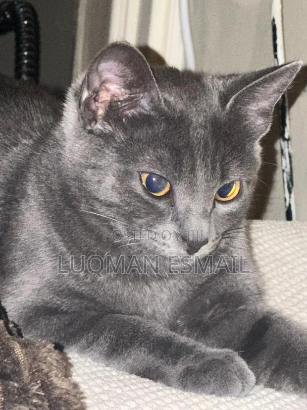 6-12 months Male Purebred Russian Blue
