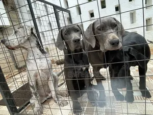 3-6 months Female Purebred Great Dane