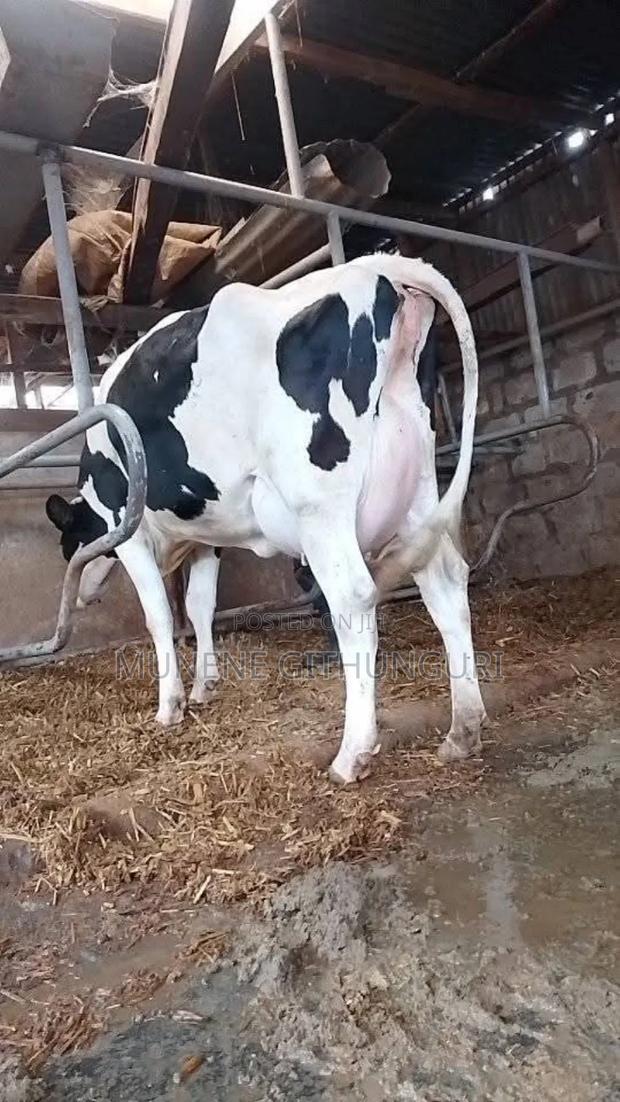 A Milking Cow - main view