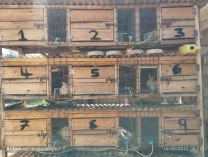 Rabitt Modern Hutches