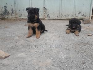1-3 months Female Purebred German Shepherd - thumbnail 2