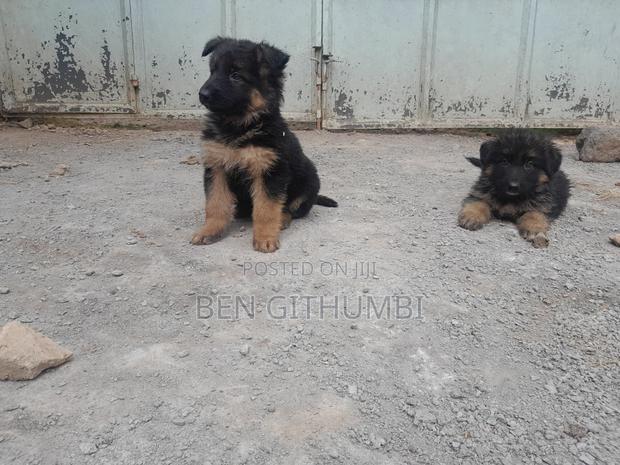 1-3 months Female Purebred German Shepherd - thumbnail 3