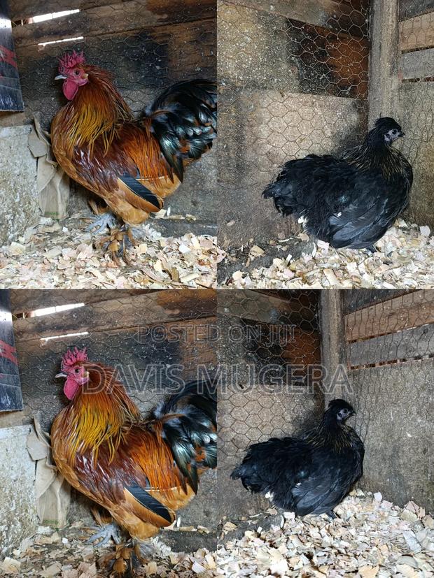 Booted Bantam Chicken, A Rooster Hen Pair - main view