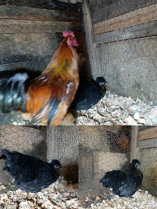Booted Bantam Chicken, A Rooster Hen Pair - thumbnail 2