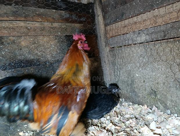 Booted Bantam Chicken, A Rooster Hen Pair - thumbnail 3