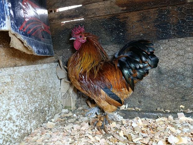 Booted Bantam Chicken, A Rooster Hen Pair - thumbnail 4