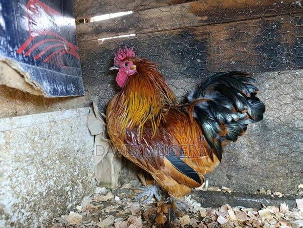 Booted Bantam Chicken, A Rooster Hen Pair - thumbnail 5