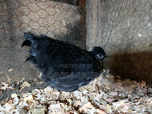 Booted Bantam Chicken, A Rooster Hen Pair - thumbnail 6