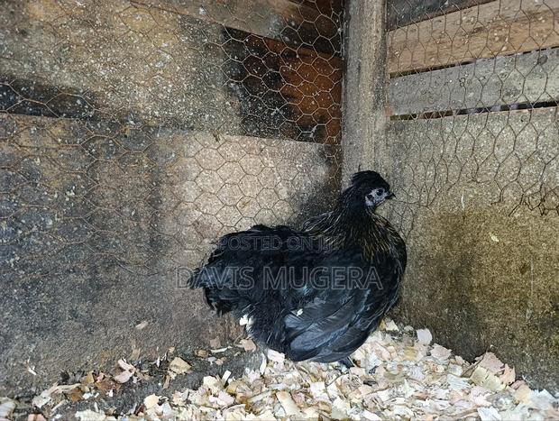 Booted Bantam Chicken, A Rooster Hen Pair - thumbnail 7