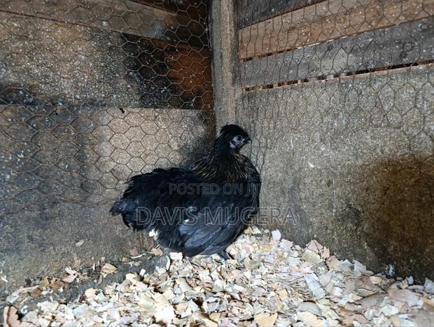 Booted Bantam Chicken, A Rooster Hen Pair - thumbnail 8