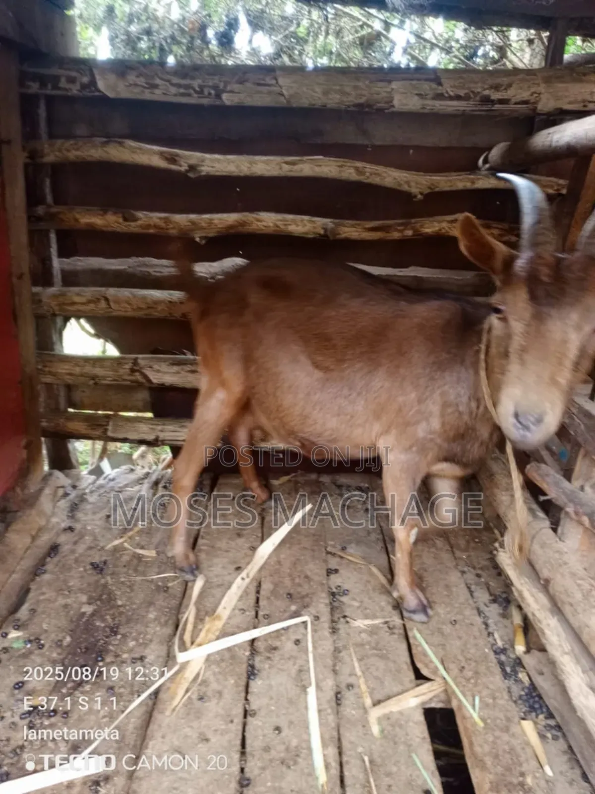 Dairy Goat