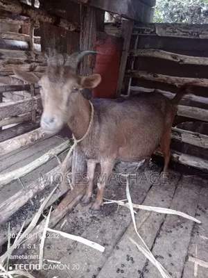 Dairy Goat