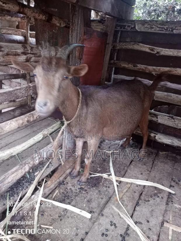 Dairy Goat - thumbnail 3