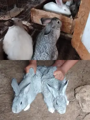 American Chinchilla and New Zealand White - 31⁄2 Months Old Pair