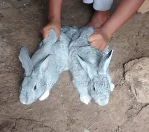 American Chinchilla and New Zealand White - 31⁄2 Months Old Pair