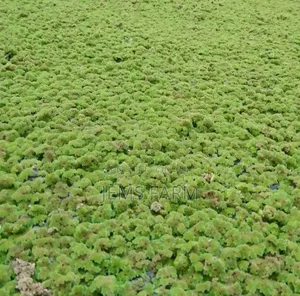 Azolla Seeds for Planting-1kg
