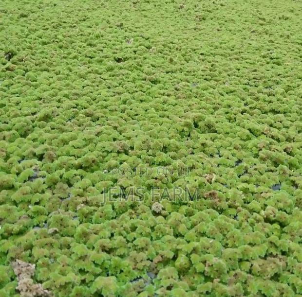 Azolla Seeds for Planting-1kg - thumbnail 2