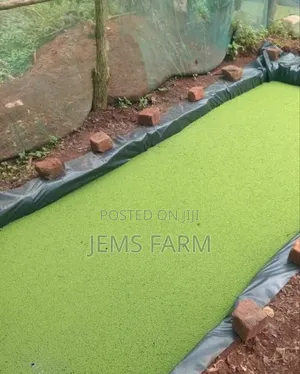 Azolla Seeds for Planting-1kg