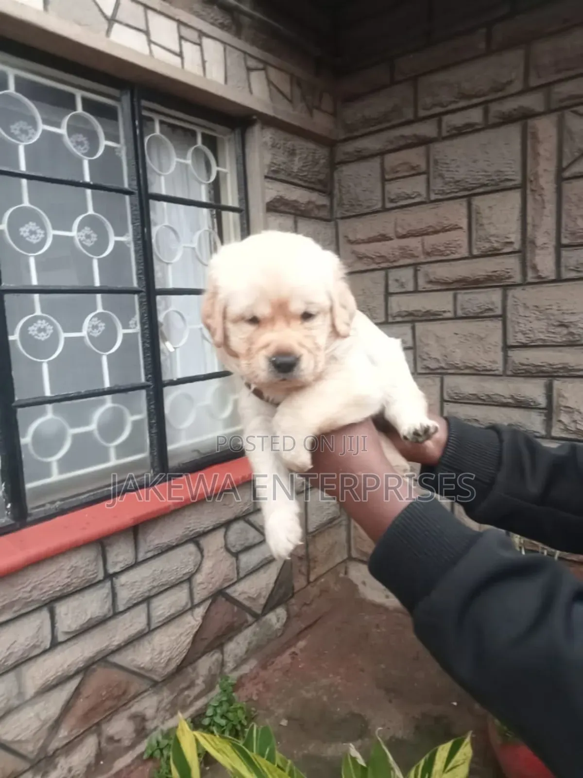 1-3 months Female Purebred Labrador Retriever