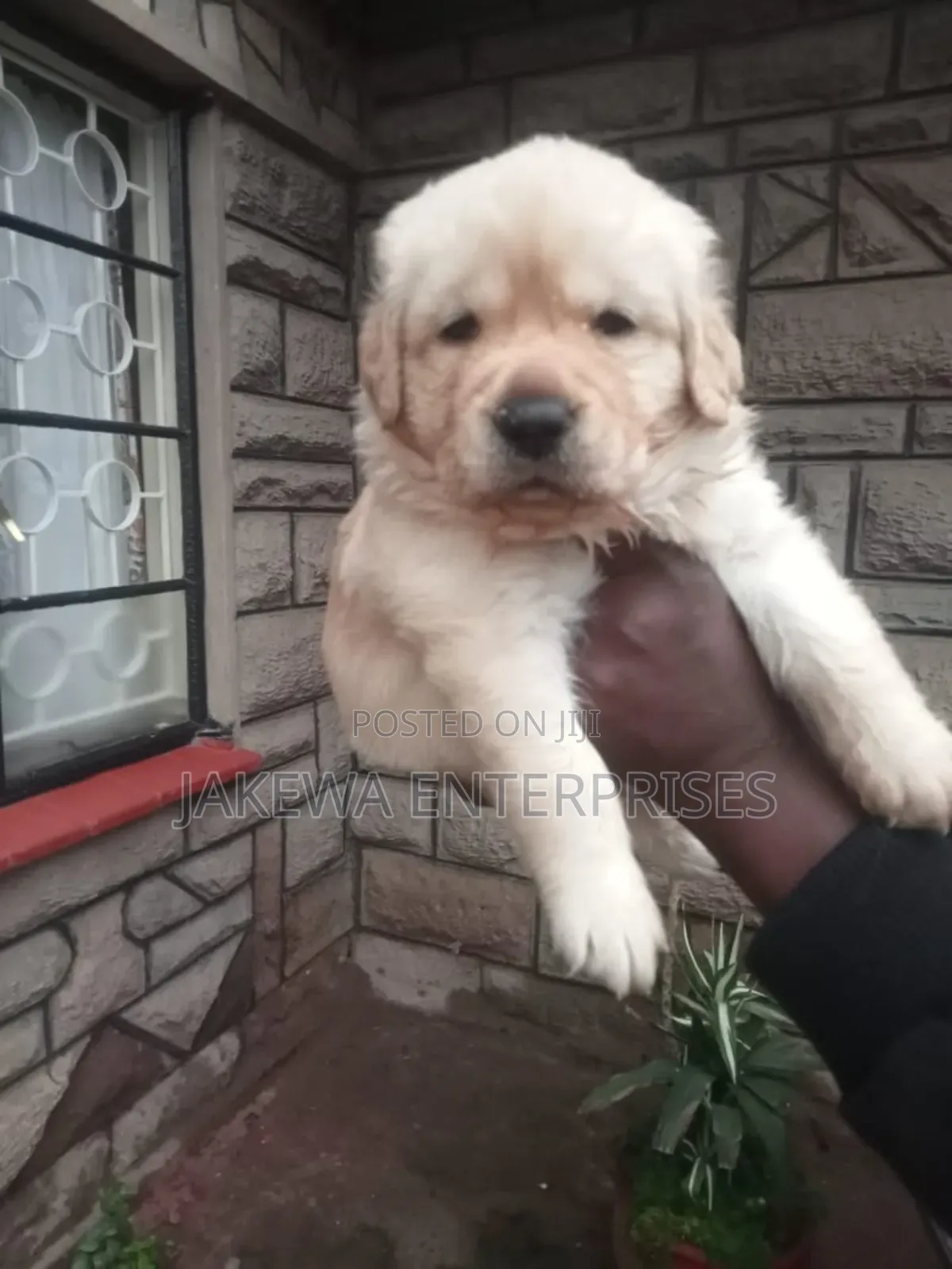 1-3 months Male Purebred Labrador Retriever