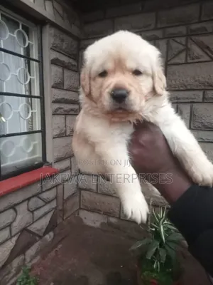1-3 months Male Purebred Labrador Retriever
