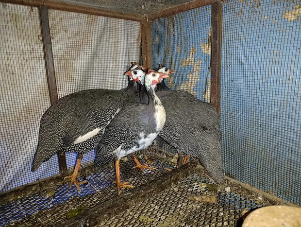 Mature Guinea Fowls for Meat or Breeding - Males and Females - main view