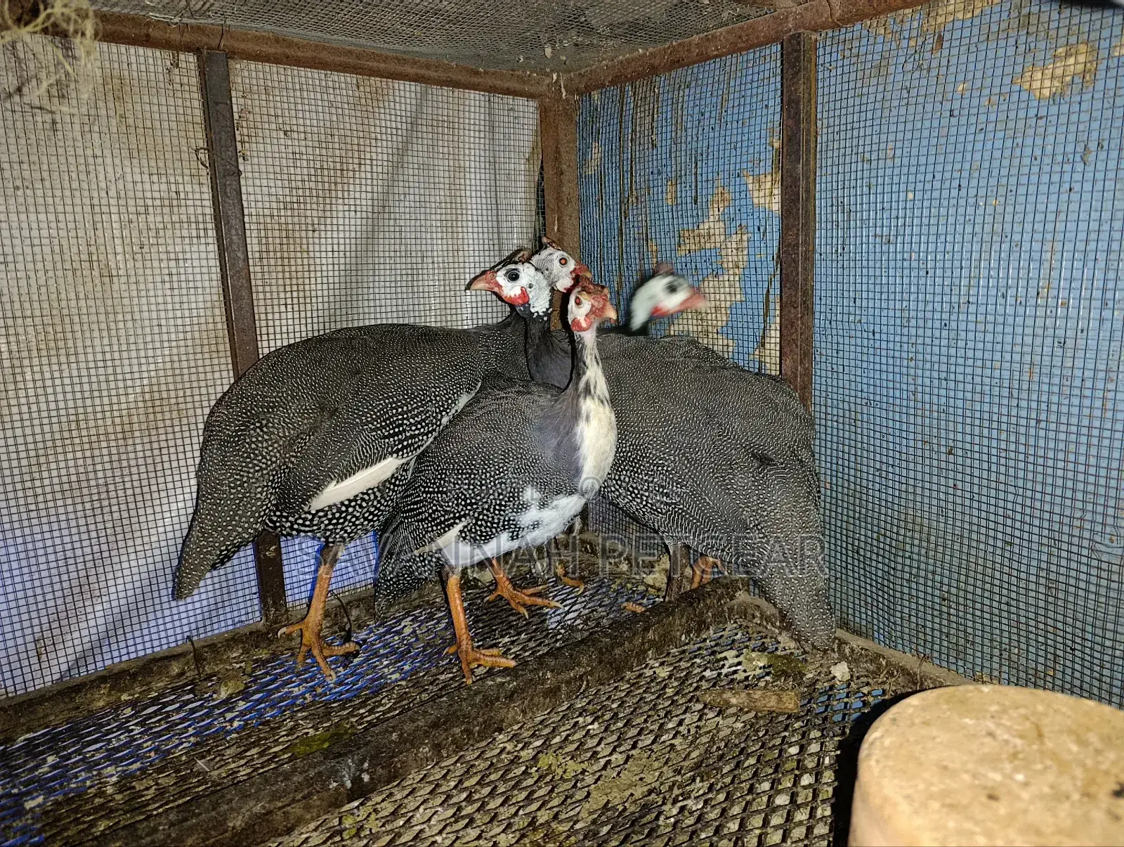 Mature Guinea Fowls for Meat or Breeding - Males and Females