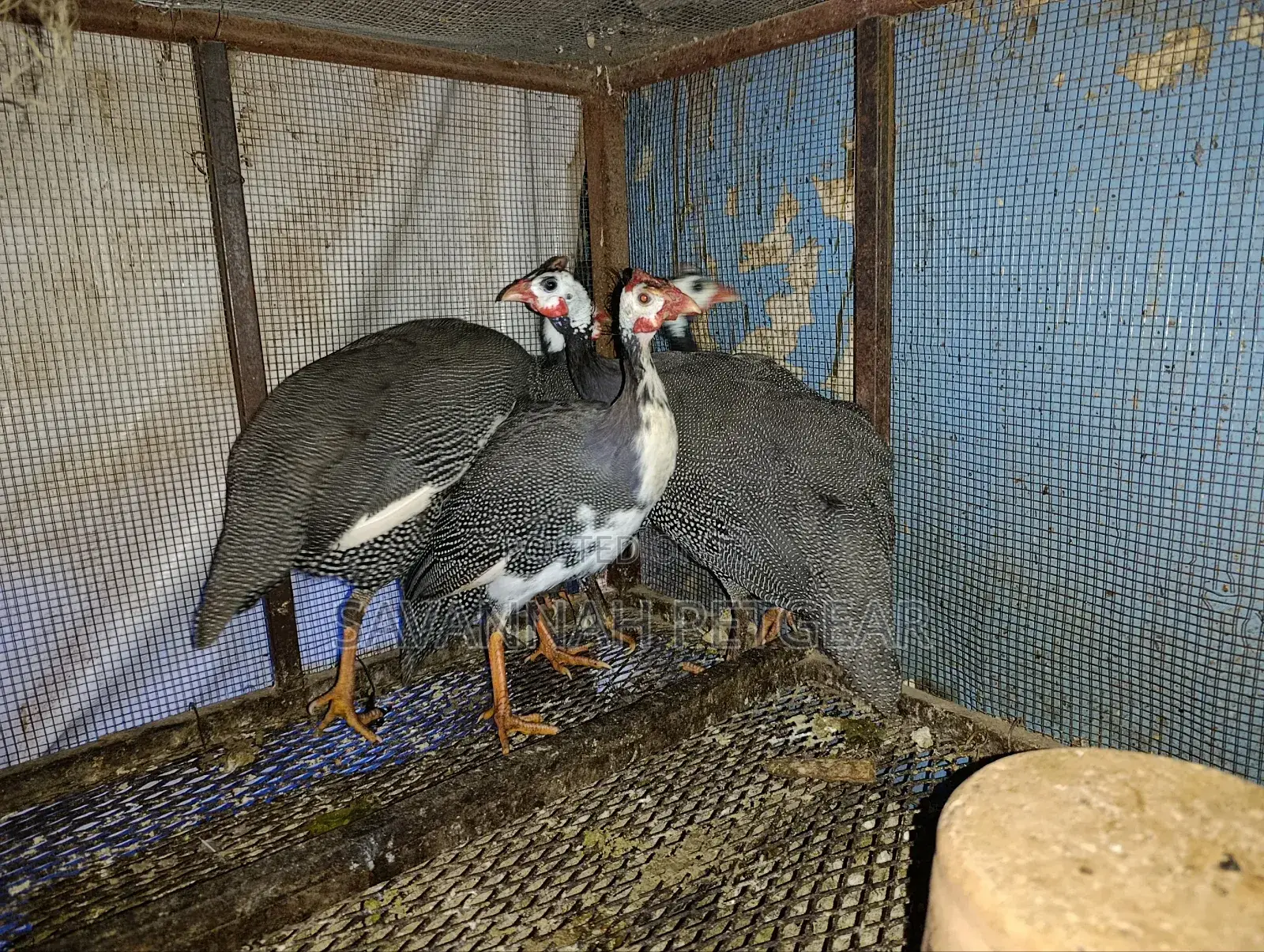 Mature Guinea Fowls for Meat or Breeding - Males and Females