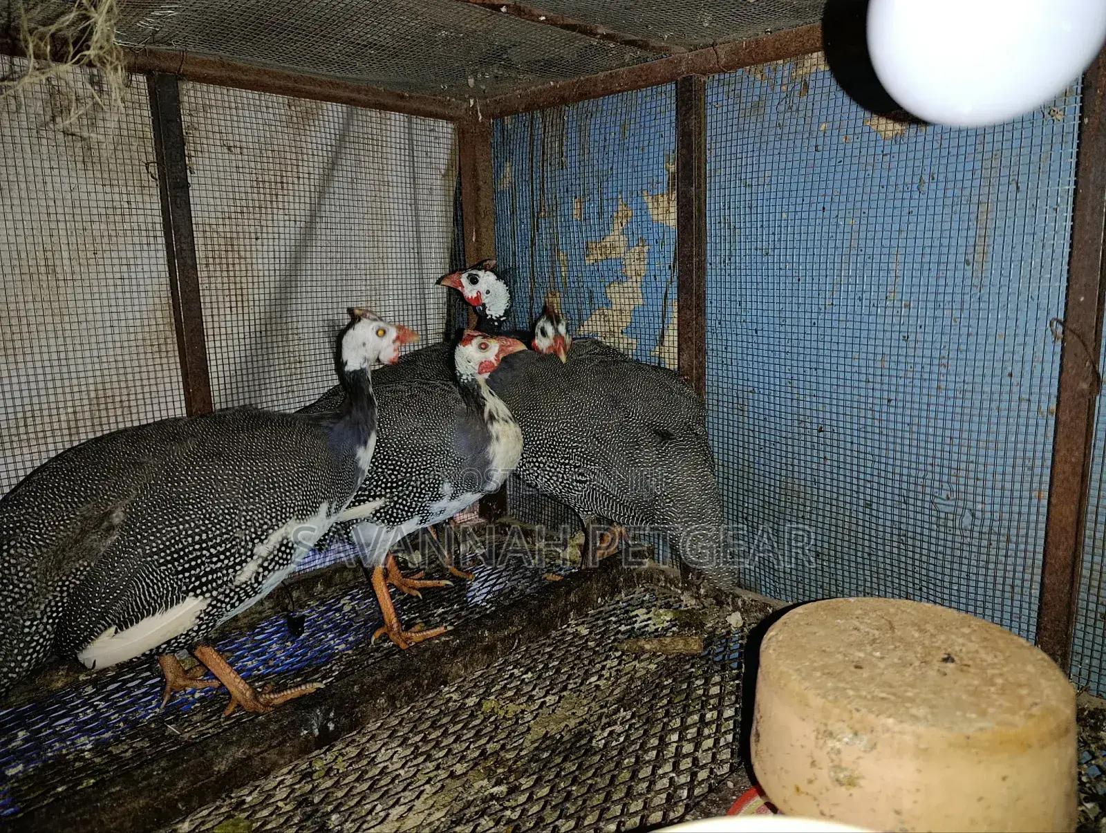 Mature Guinea Fowls for Meat or Breeding - Males and Females