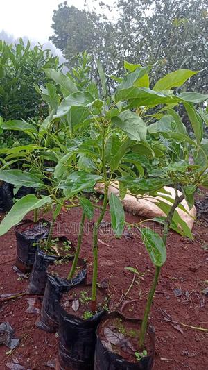 Well Hardened 1 Year Old Hass Avocado Seedlings - thumbnail 2