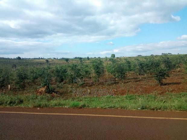 Coffee Farm 100 Acres on Sale