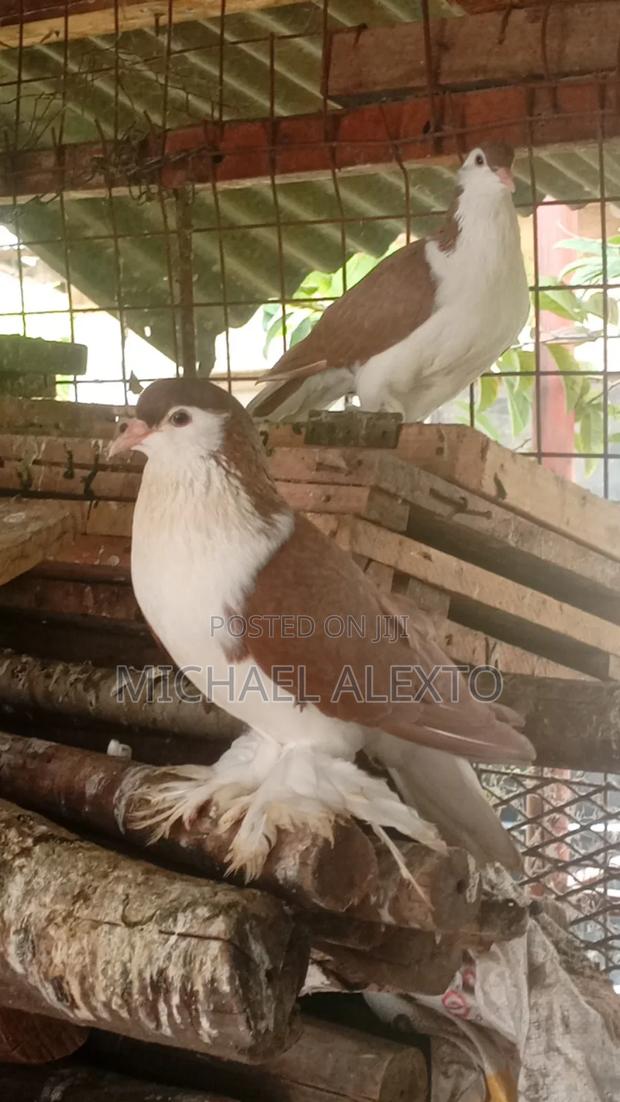 Lahore,Potter and French Mondain Available