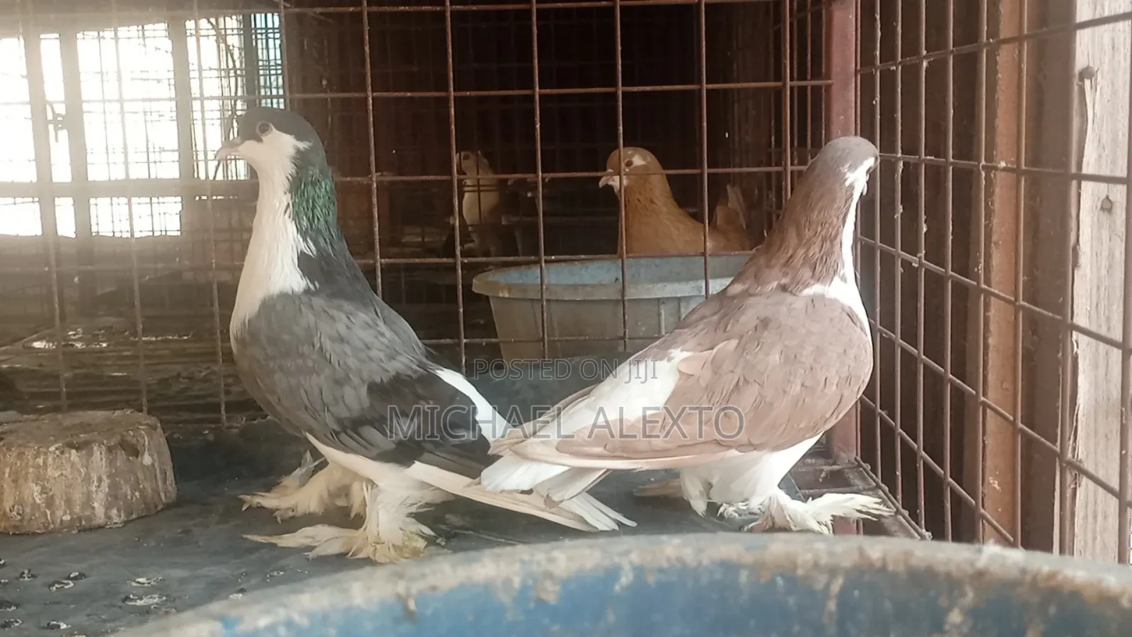 Lahore,Potter and French Mondain Available