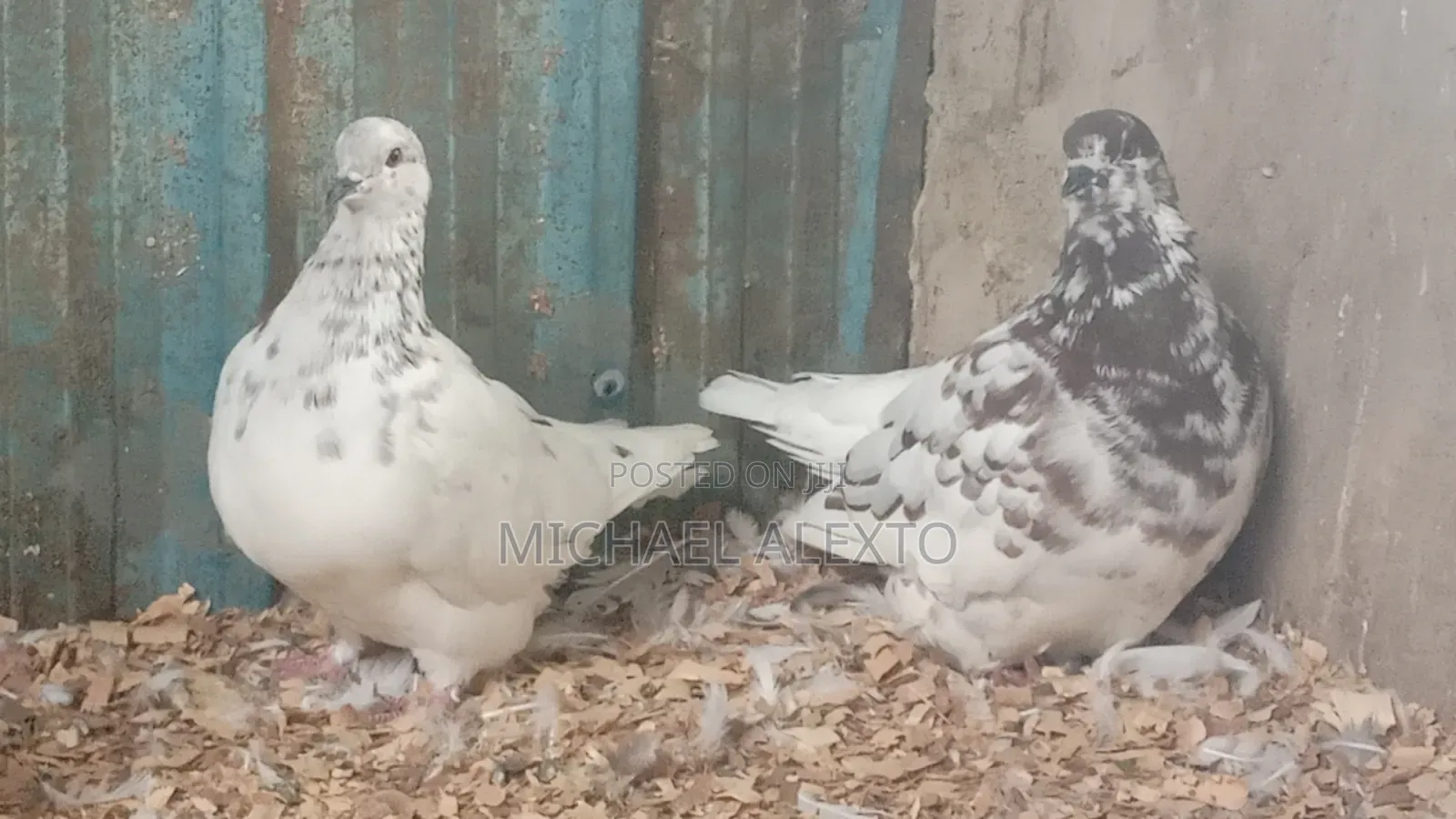 Lahore,Potter and French Mondain Available