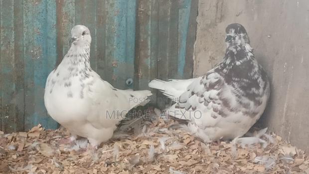 Lahore,Potter and French Mondain Available - thumbnail 8