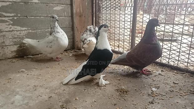 Lahore,Potter and French Mondain Available - thumbnail 9